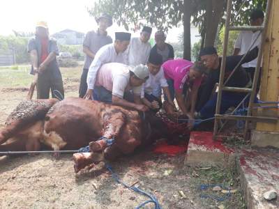 Mad Romli Kurbankan 26 Sapi