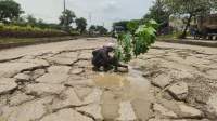 Warga sekitar menanam pohon singkong di JLS sebagai bentuk protes terhadap Pemkot Cilegon lantaran jalan tersebut tak kunjung diperbaiki, Kamis (10/2/2022).