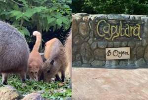 Akhirnya Kucing Oren yang Viral karena Bersahabat dengan Kapibara Resmi Jadi Koleksi Kebun Binatang di Malaysia