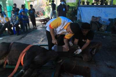 Proses Penyembelihan Sapi di Masjid Al-Auliyaa
