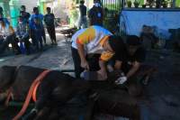 Proses Penyembelihan Sapi di Masjid Al-Auliyaa