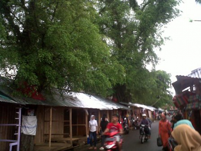 Pohon Besar Disekitar Alun-alun Rawan Tumbang