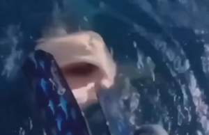 Wanita Ini Nyaris Jadi Santapan Hiu saat Hendak Snorkeling