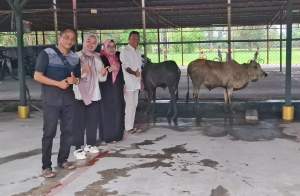 Regal Springs Indonesia (PT Aqua Farm Nusantara) menyerahkan hewan kurban bagi masyarakat Pantai Cermin.