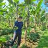 PT. Mandiri Banana Indonesia (MBI) Siap Menjadi Mitra Pemasaran, Hasil Panen Petani Pisang Barangan Jumbo Merah Di Wilayah Kabupaten Bogor