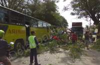 Tersangkut Kontainer, Pohon Tumbang