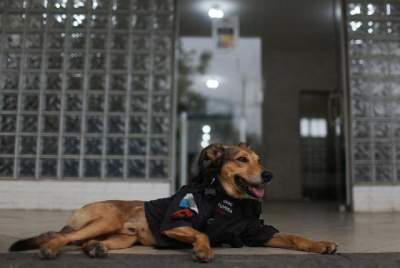 Gemes! Anjing Ini Jadi Maskot Polisi dan Punya Banyak Followers