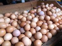 Ilustrasi Telur yang Dijual Pedagang Tangsel