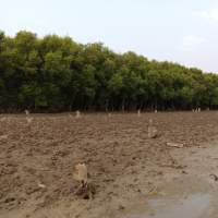 Penggundulan Pohon Mangrove di Kemiri, Aktivis IMANU Minta Perhutani Turun Tangan