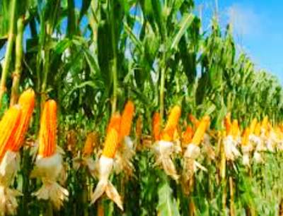 Polda Banten Selidiki Dugaan Penyimpangan Proyek Penerapan Budidaya Jagung