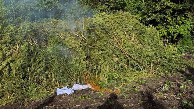 Jelang HUT ke-81 RI, BNN Musnahkan 12 Hektare Lahan Ganja
