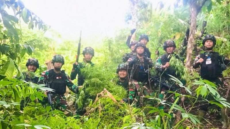 TNI Temukan Ladang Ganja Seluas Lima Hektare di Perbatasan Papua Nugini