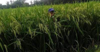 Masa Pandemi Covid 19, Produksi Beras di Kota Serang Meningkat