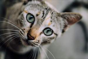 VIDIO: Momen Kucing Naik KRL Kemudian Diturunkan di Stasiun Lain, Netizen Hawatir